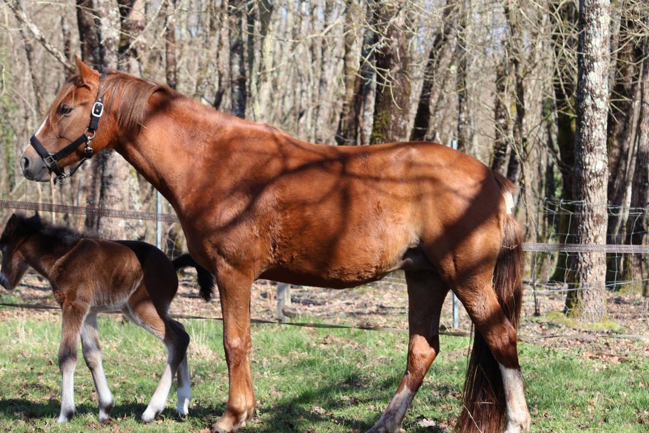 Yegua PFS Poni Fran&ccedil;&eacute;s de Silla En venta 2022 Alaz&aacute;n por Follow me fast
