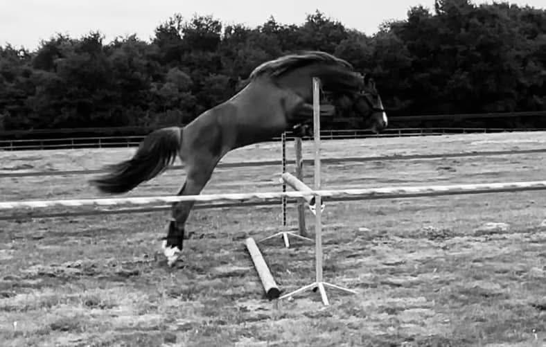 Yegua PFS Poni Fran&ccedil;&eacute;s de Silla En venta 2022 Alaz&aacute;n por Follow me fast