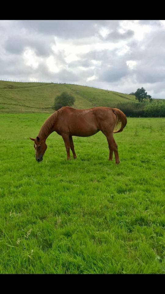 Pupilaje de caballos 