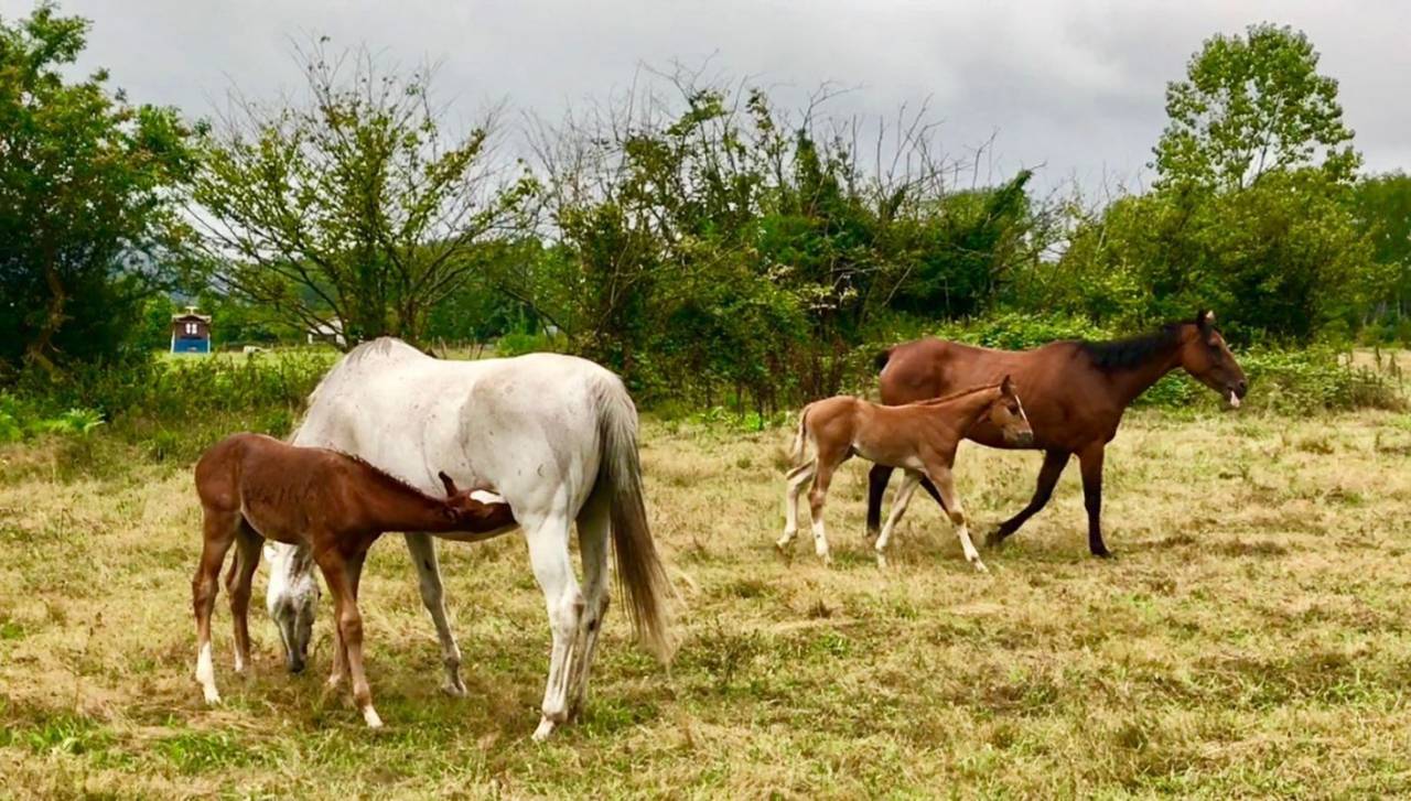 Pupilaje de caballos 