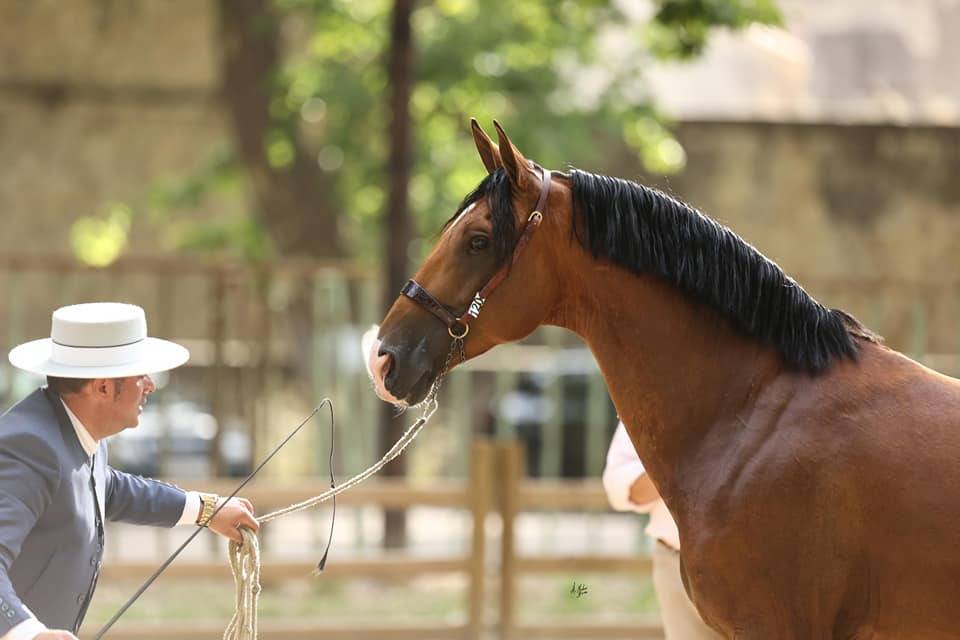 Botero LH - PRE Pura Raza Espa&ntilde;ola 2015