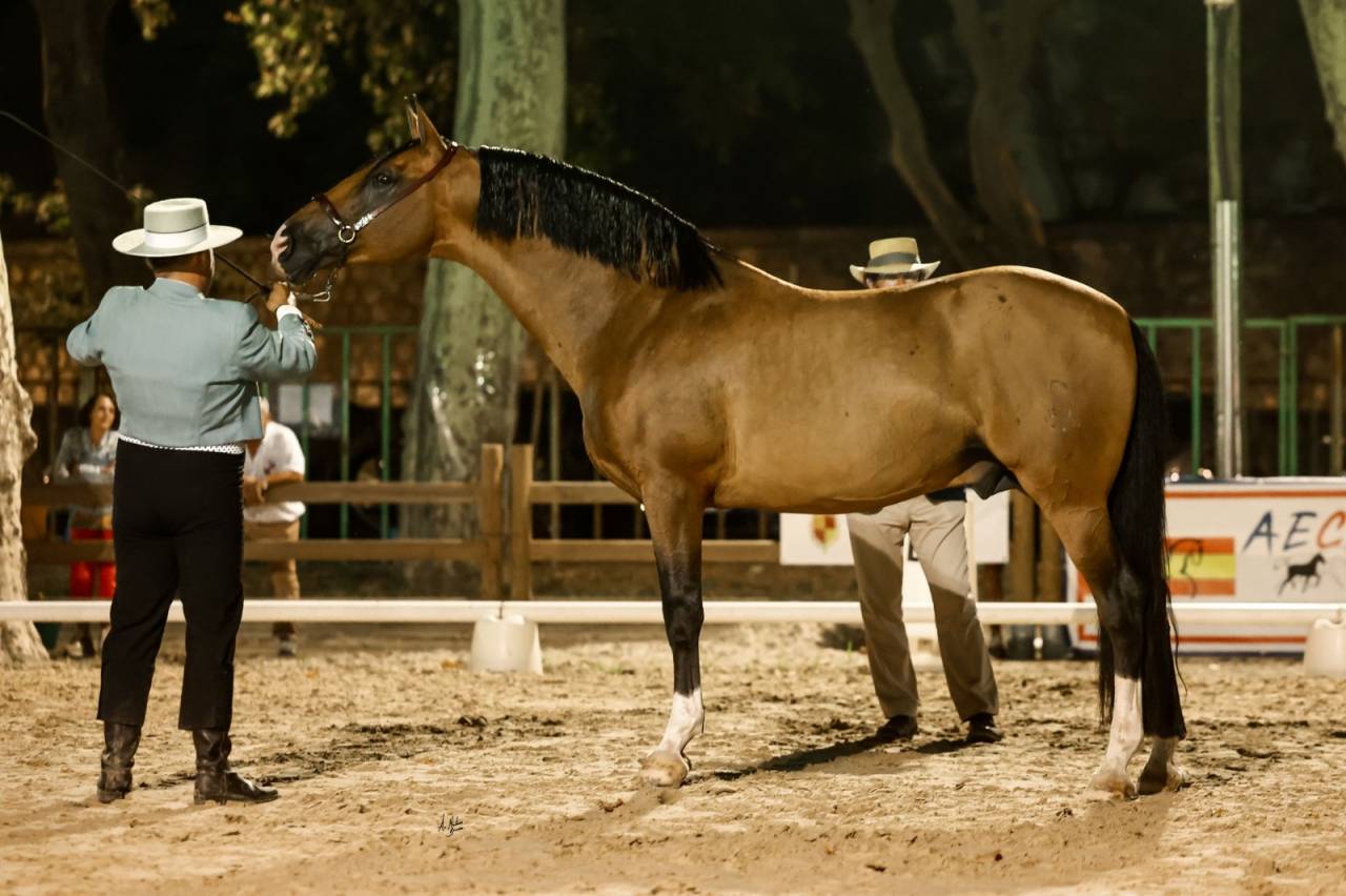Botero LH - PRE Pura Raza Espa&ntilde;ola 2015