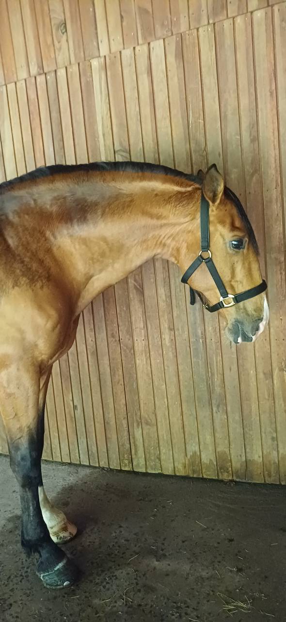 Botero LH - PRE Pura Raza Espa&ntilde;ola 2015