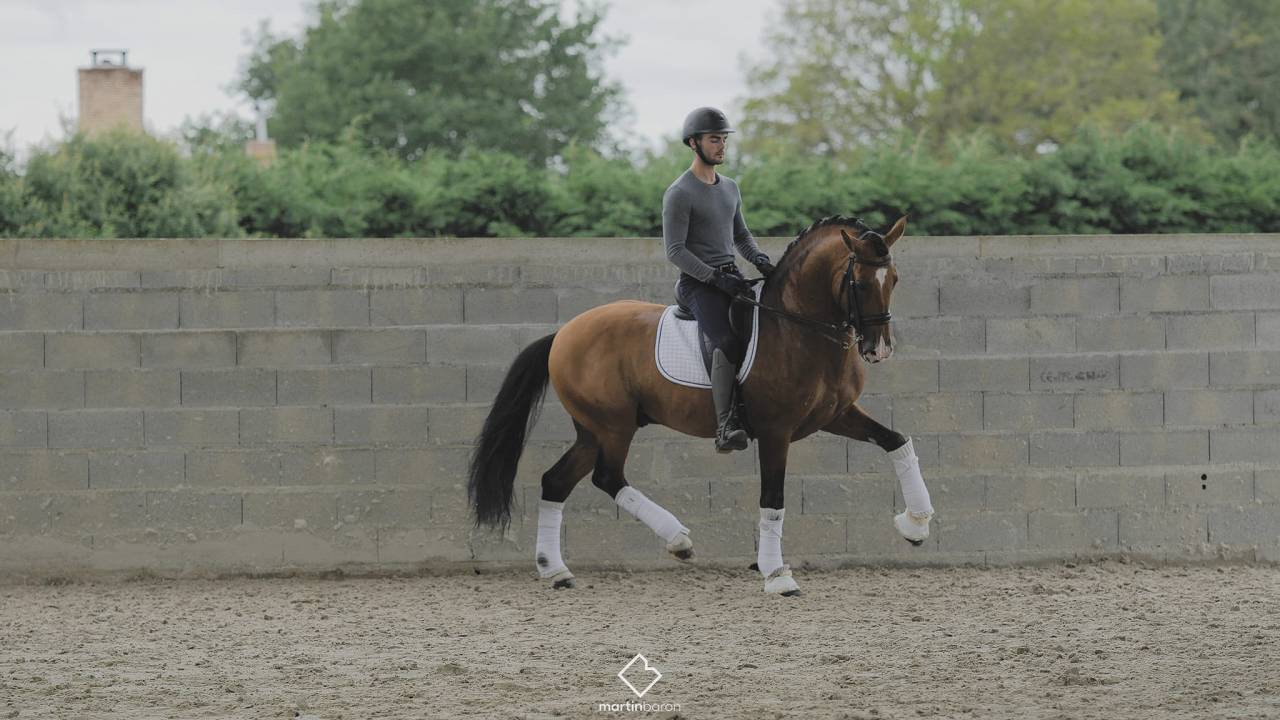 Botero LH - PRE Pura Raza Espa&ntilde;ola 2015