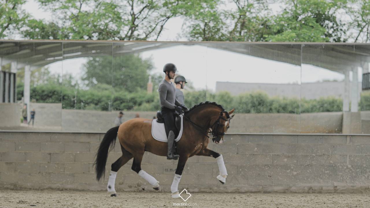 Botero LH - PRE Pura Raza Espa&ntilde;ola 2015