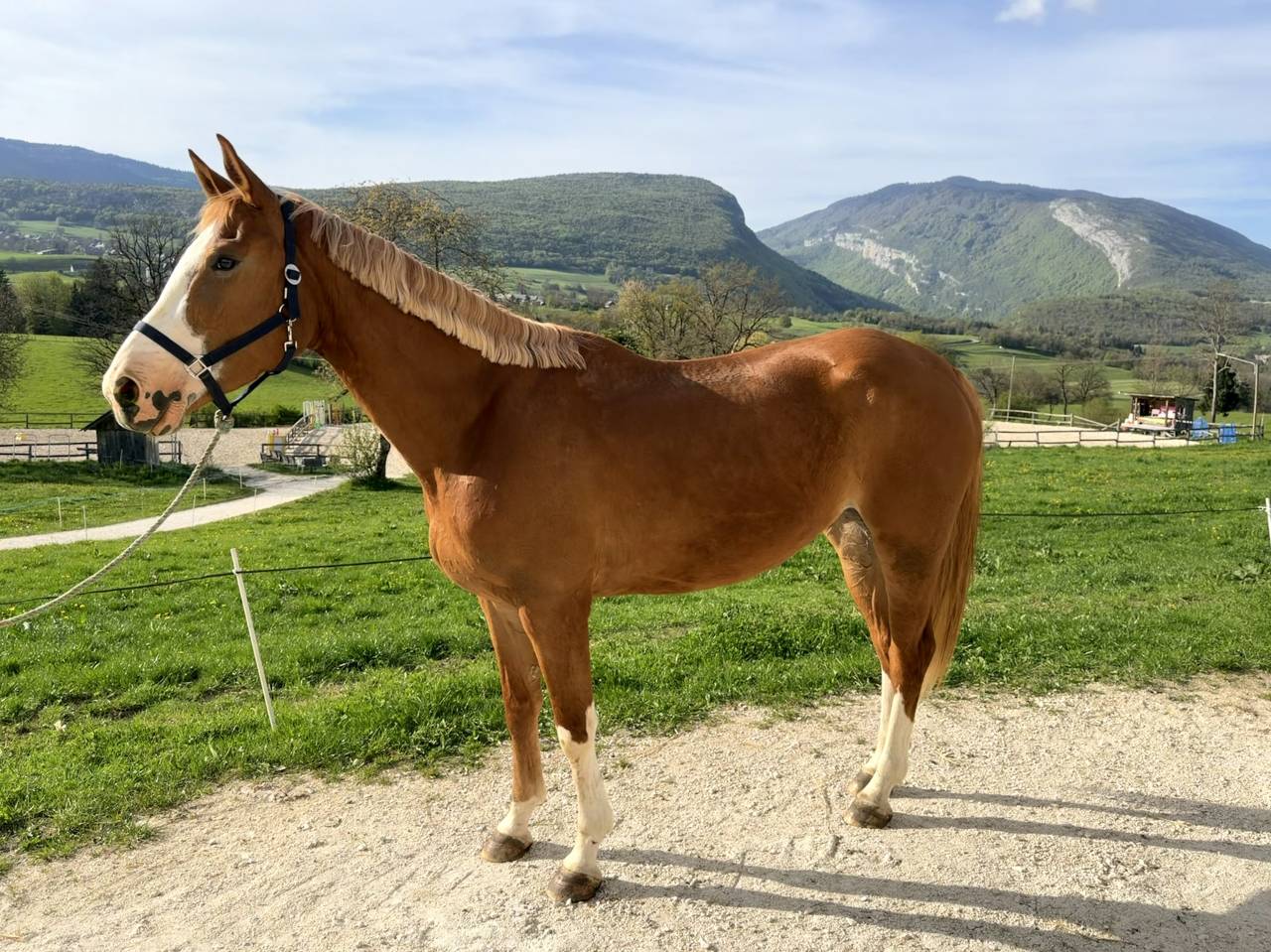 Yegua Silla Franc&eacute;s En venta 2022 Alaz&aacute;n por FUNCKY PLEASURE