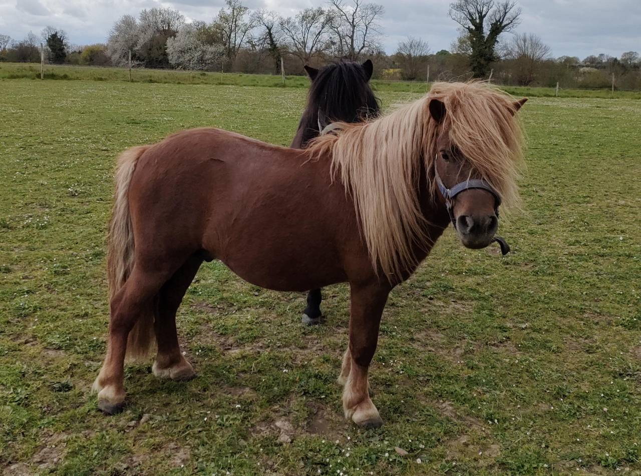 Caballo entero Shetland En venta 2022 Alaz&aacute;n por VICKING COMMANDERIE