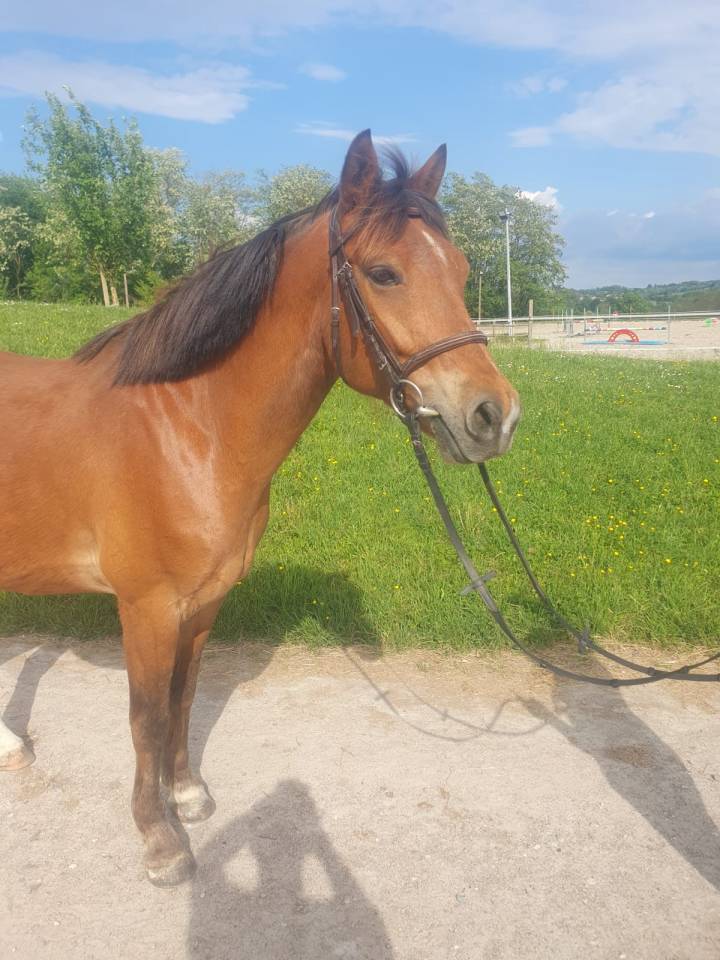 Caballo castrado PFS Poni Fran&ccedil;&eacute;s de Silla En venta 2018 Bayo por Lennicha de Florys