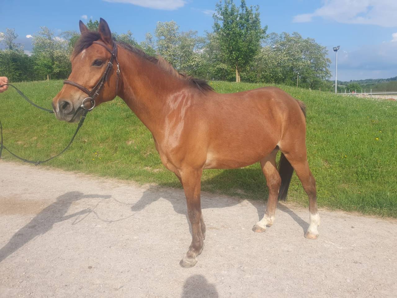Caballo castrado PFS Poni Fran&ccedil;&eacute;s de Silla En venta 2018 Bayo por Lennicha de Florys