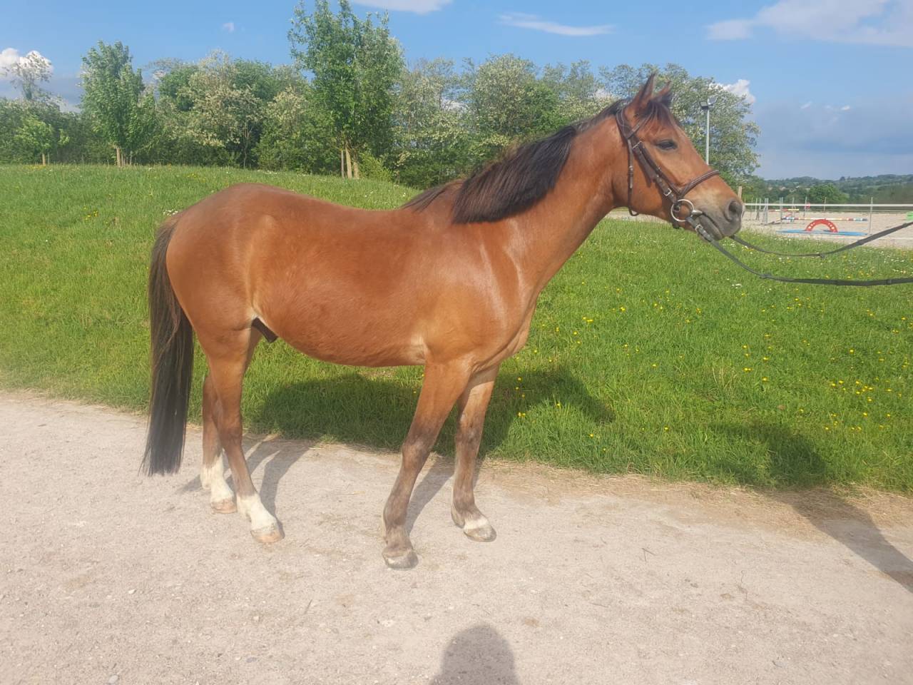 Caballo castrado PFS Poni Fran&ccedil;&eacute;s de Silla En venta 2018 Bayo por Lennicha de Florys