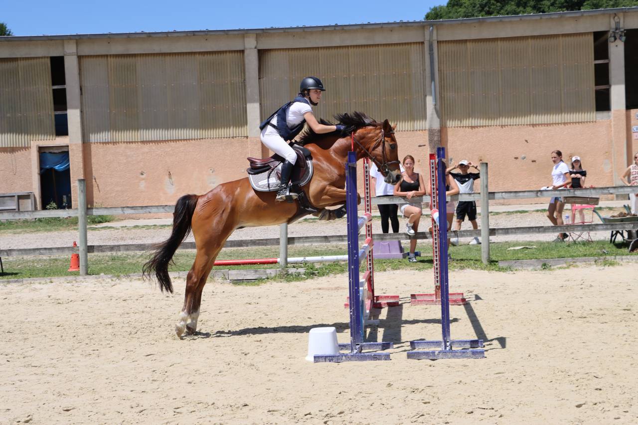 Caballo castrado PFS Poni Fran&ccedil;&eacute;s de Silla En venta 2018 Bayo por Lennicha de Florys