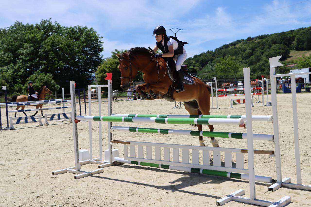 Caballo castrado PFS Poni Fran&ccedil;&eacute;s de Silla En venta 2018 Bayo por Lennicha de Florys