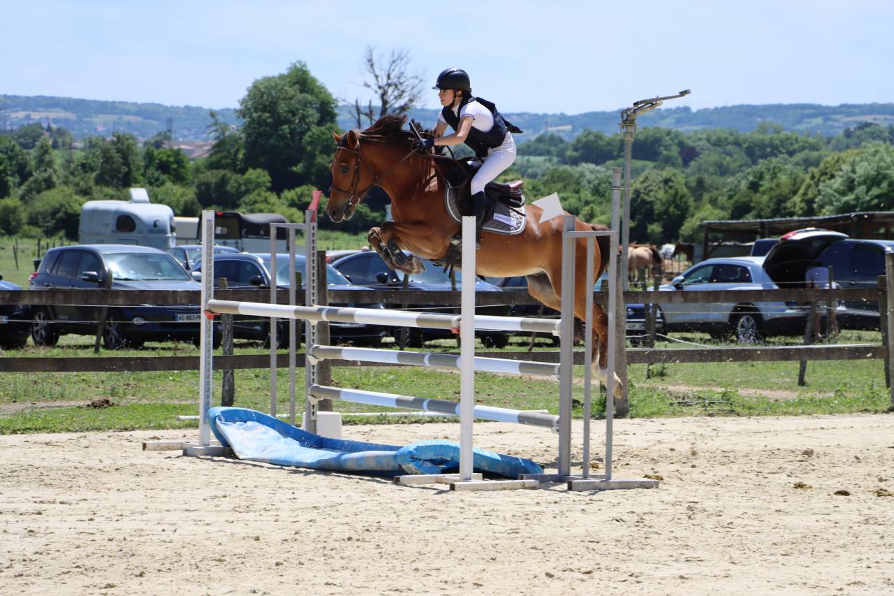 Caballo castrado PFS Poni Fran&ccedil;&eacute;s de Silla En venta 2018 Bayo por Lennicha de Florys