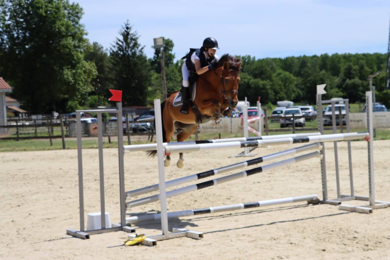 Caballo castrado PFS Poni Fran&ccedil;&eacute;s de Silla En venta 2018 Bayo por Lennicha de Florys