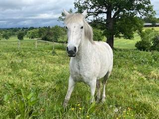 Yegua PRE Pura Raza Espa&ntilde;ola En venta 2014 Tordo por FARAON AG