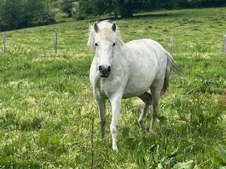 Yegua PRE Pura Raza Espa&ntilde;ola En venta 2014 Tordo por FARAON AG