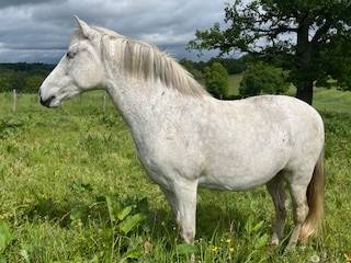 Yegua PRE Pura Raza Espa&ntilde;ola En venta 2014 Tordo por FARAON AG