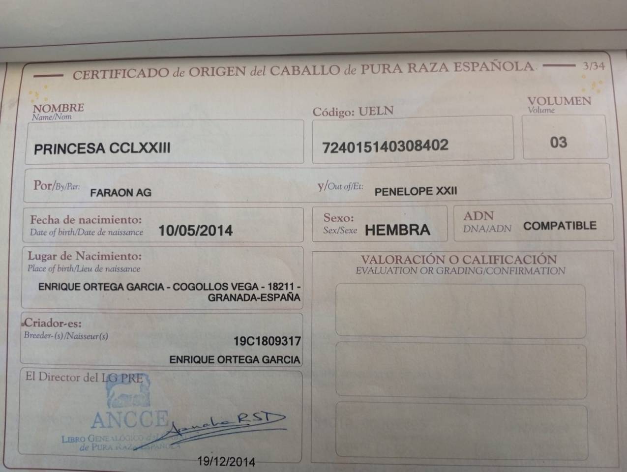 Yegua PRE Pura Raza Espa&ntilde;ola En venta 2014 Tordo por FARAON AG