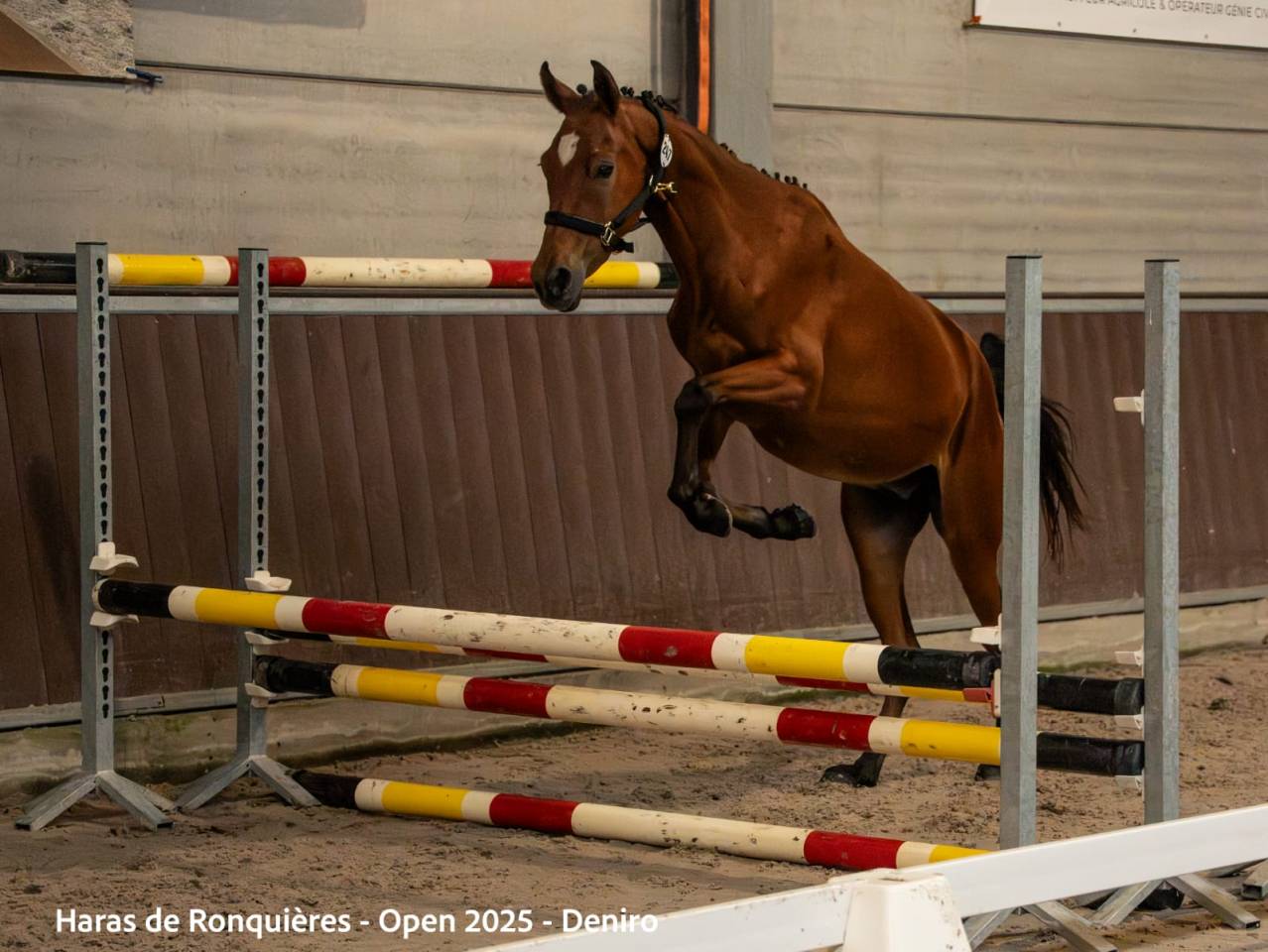 Caballo castrado Origen No Constatado En venta 2023 Bayo
