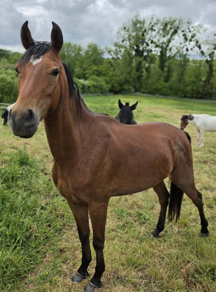 Caballo castrado Origen No Constatado En venta 2023 Bayo
