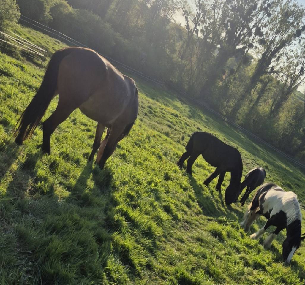 Caballo castrado Origen No Constatado En venta 2023 Bayo