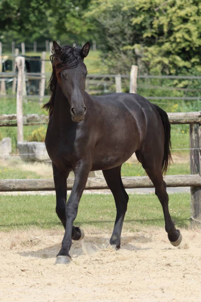 Yegua Arabo Fris&oacute;n En venta 2024 Negro por Zabir Faa El Van De Oosterzanden