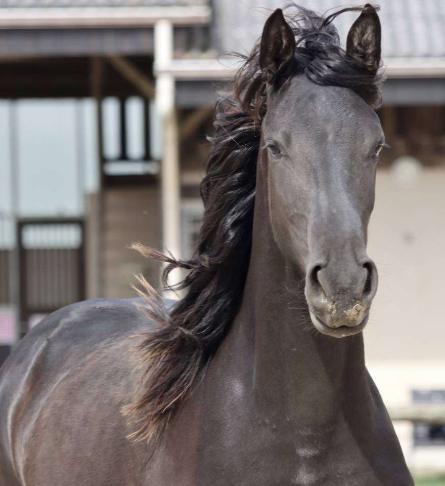 Yegua Arabo Fris&oacute;n En venta 2024 Negro por Zabir Faa El Van De Oosterzanden
