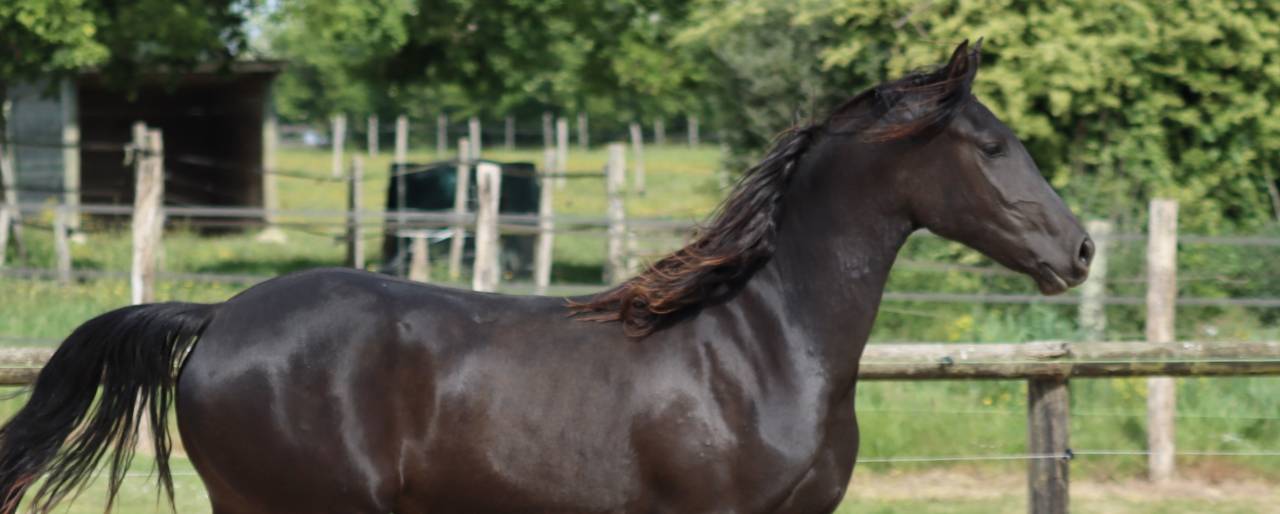Yegua Arabo Fris&oacute;n En venta 2024 Negro por Zabir Faa El Van De Oosterzanden