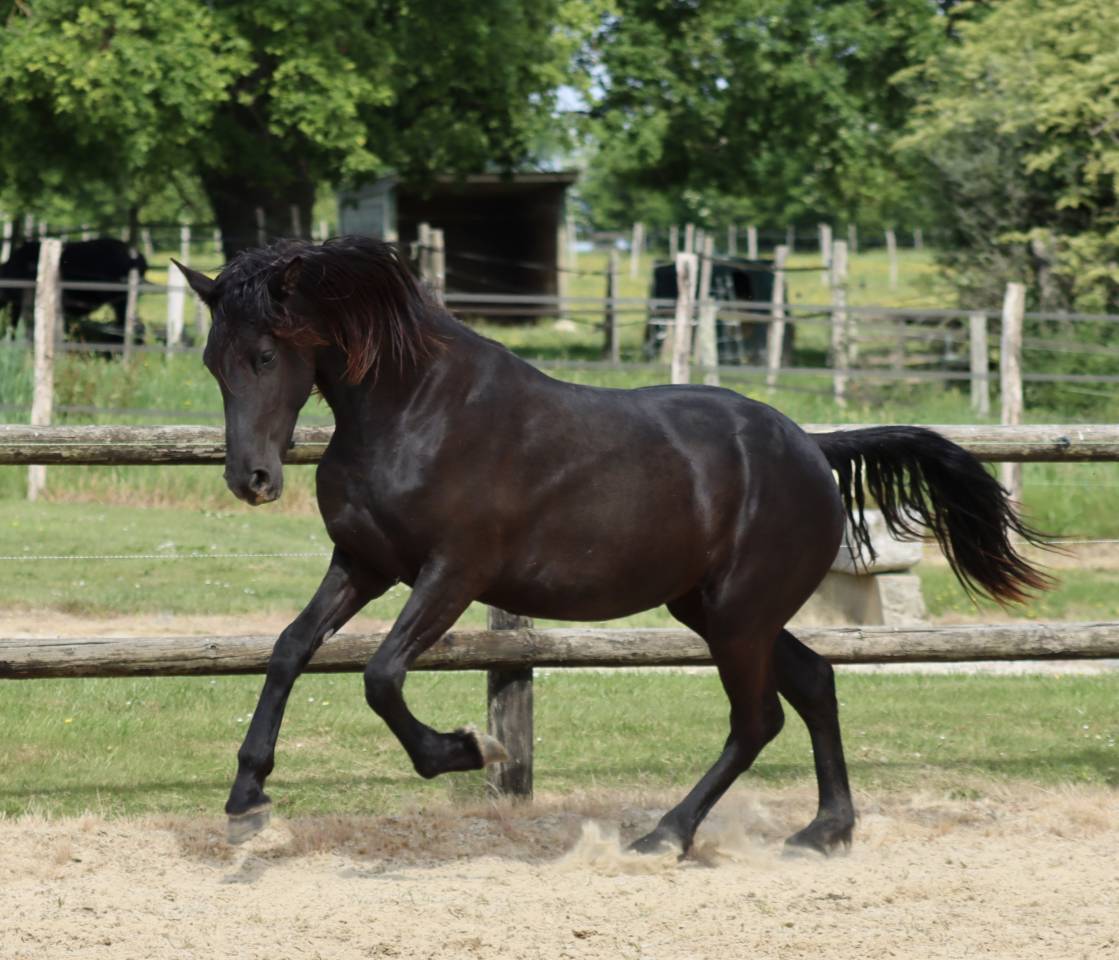 Yegua Arabo Fris&oacute;n En venta 2024 Negro por Zabir Faa El Van De Oosterzanden