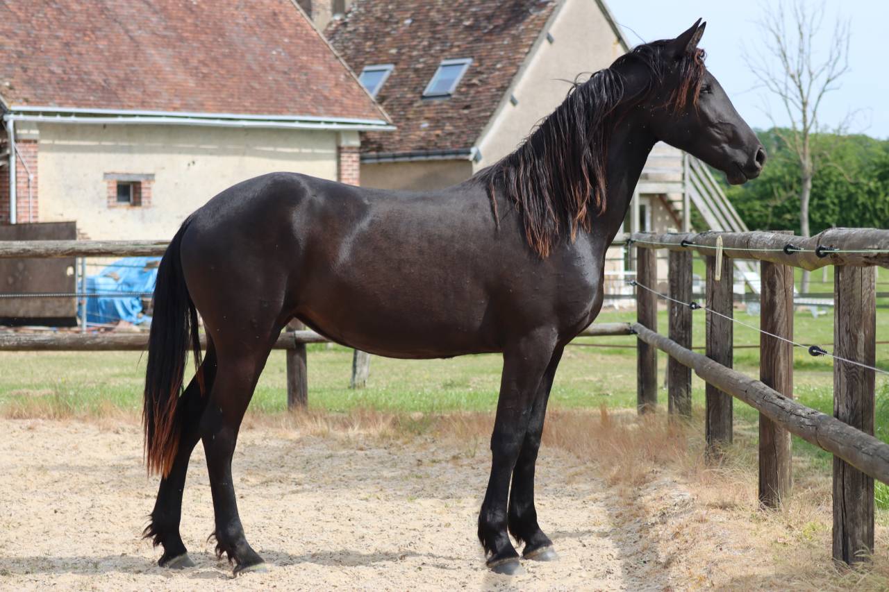Yegua Arabo Fris&oacute;n En venta 2024 Negro por Zabir Faa El Van De Oosterzanden