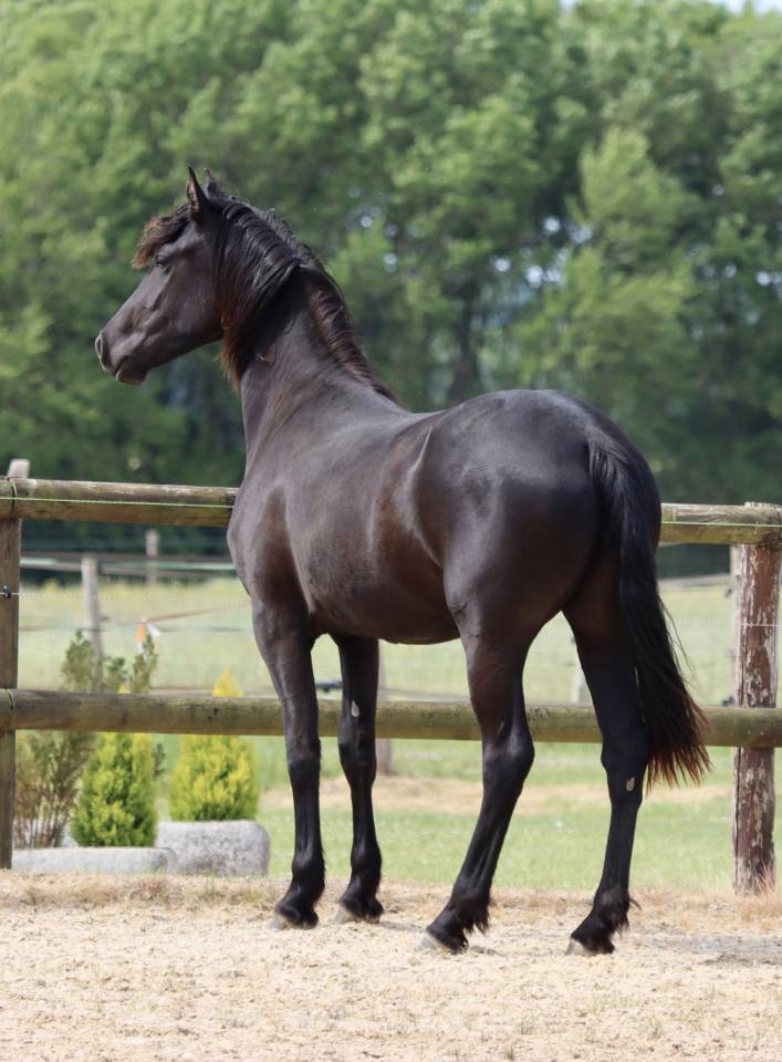 Yegua Arabo Fris&oacute;n En venta 2024 Negro por Zabir Faa El Van De Oosterzanden