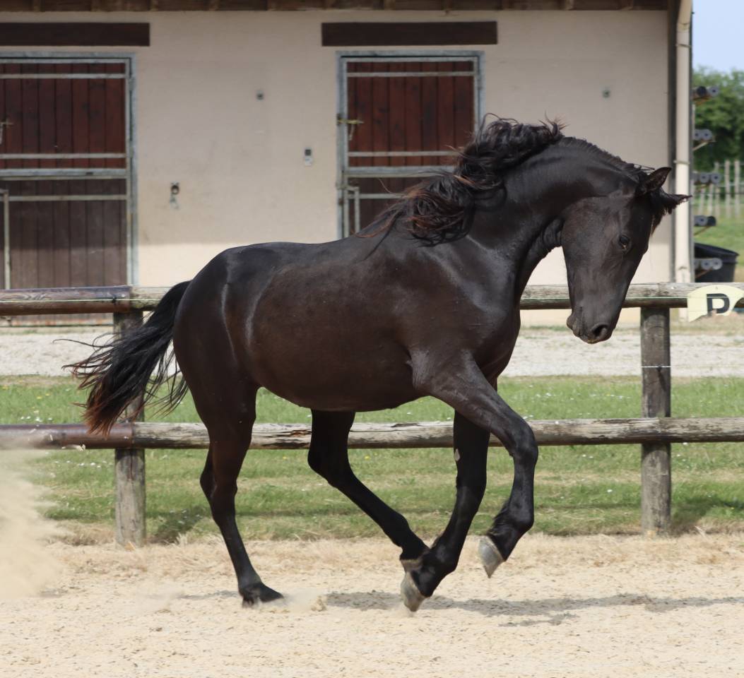 Yegua Arabo Fris&oacute;n En venta 2024 Negro por Zabir Faa El Van De Oosterzanden