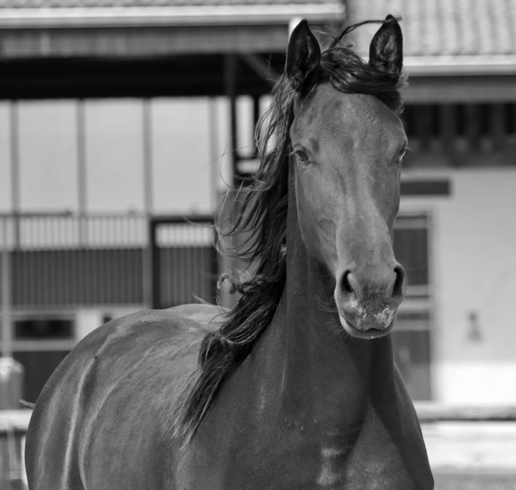 Yegua Arabo Fris&oacute;n En venta 2024 Negro por Zabir Faa El Van De Oosterzanden