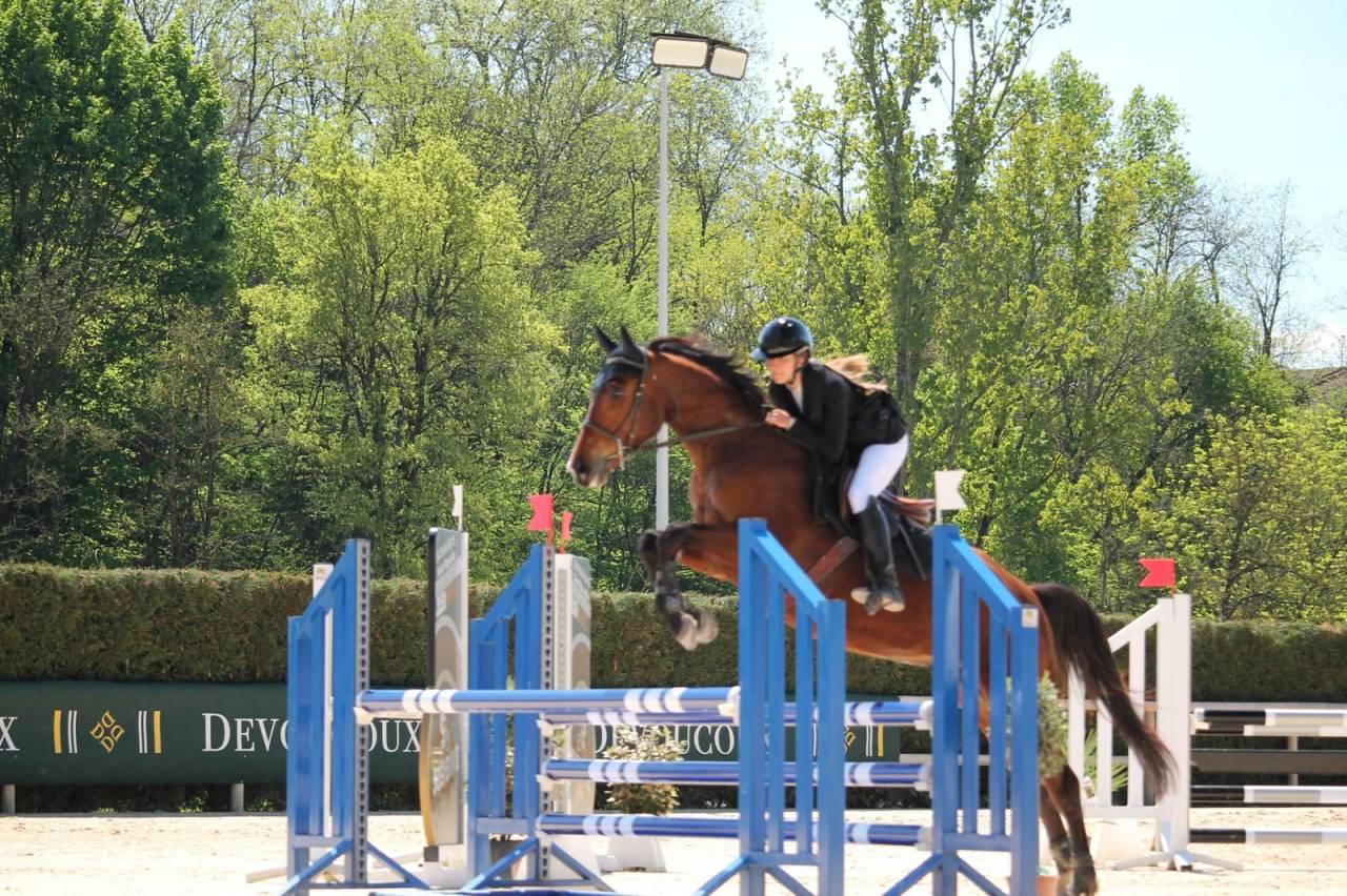 Caballo castrado Silla Franc&eacute;s En venta 2021 Bayo por shaloubet eygalieres