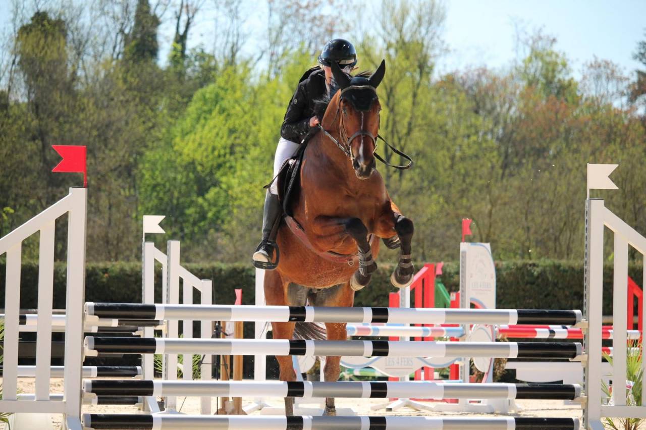 Caballo castrado Silla Franc&eacute;s En venta 2021 Bayo por shaloubet eygalieres