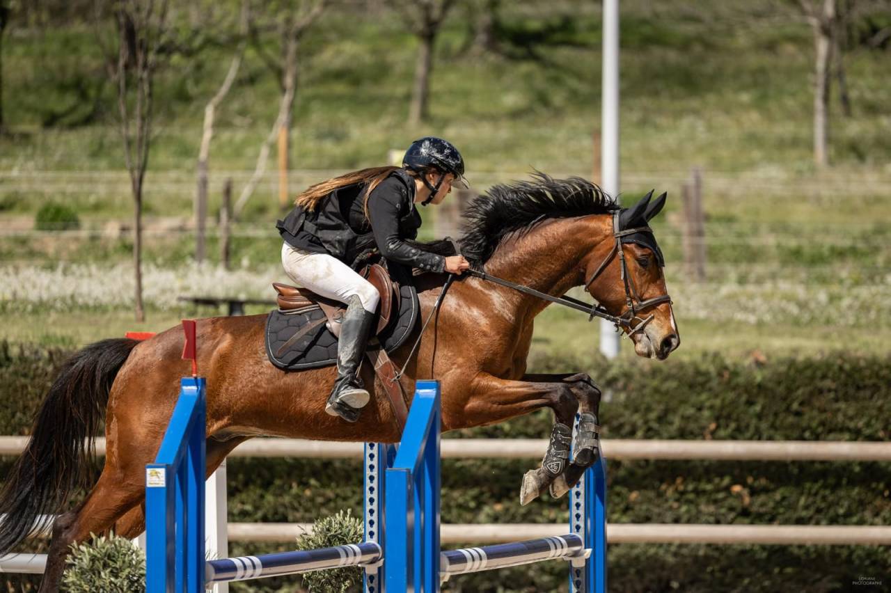 Caballo castrado Silla Franc&eacute;s En venta 2021 Bayo por shaloubet eygalieres