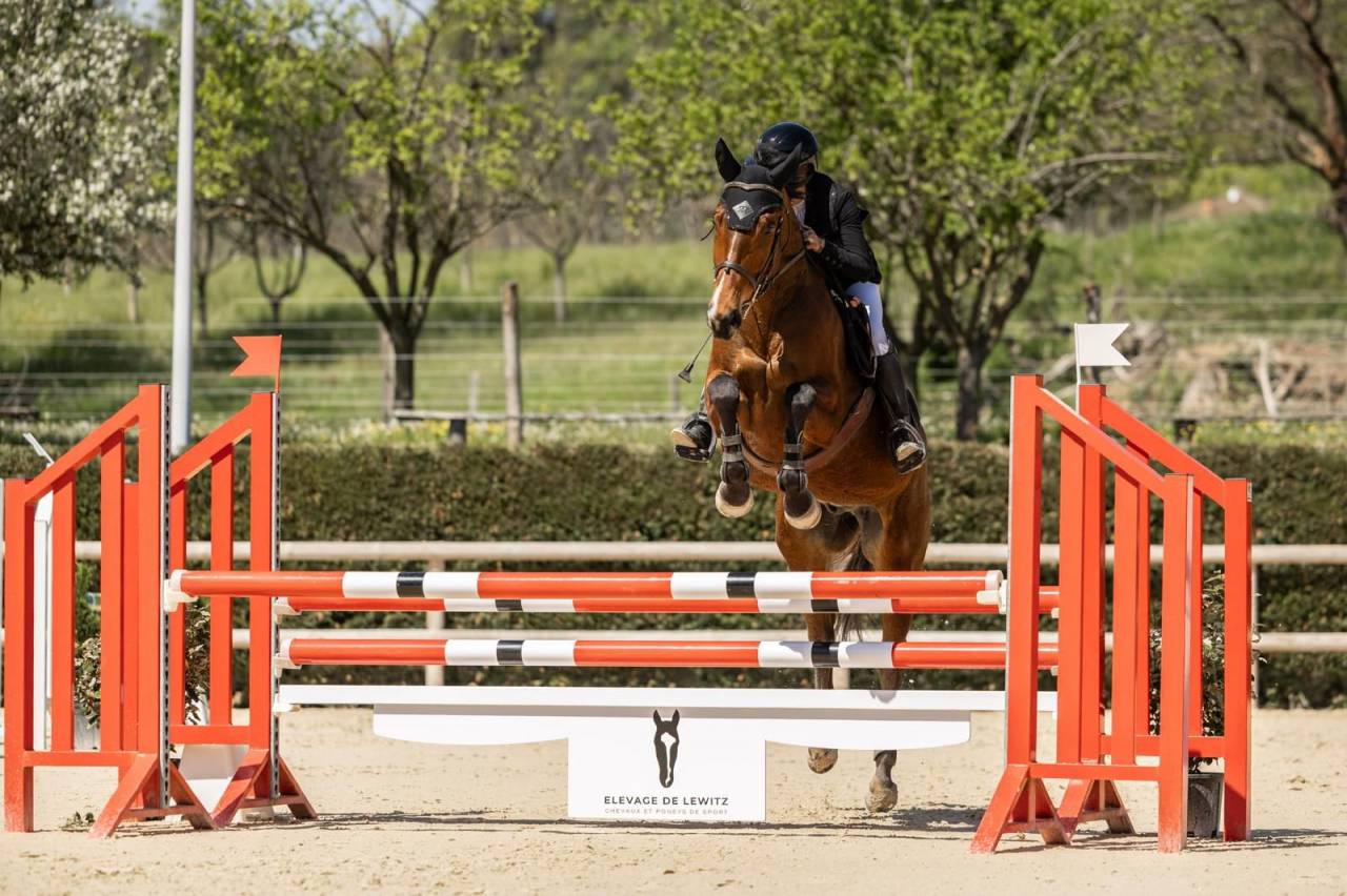 Caballo castrado Silla Franc&eacute;s En venta 2021 Bayo por shaloubet eygalieres