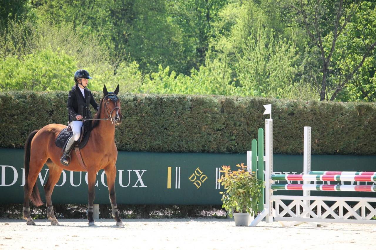 Caballo castrado Silla Franc&eacute;s En venta 2021 Bayo por shaloubet eygalieres