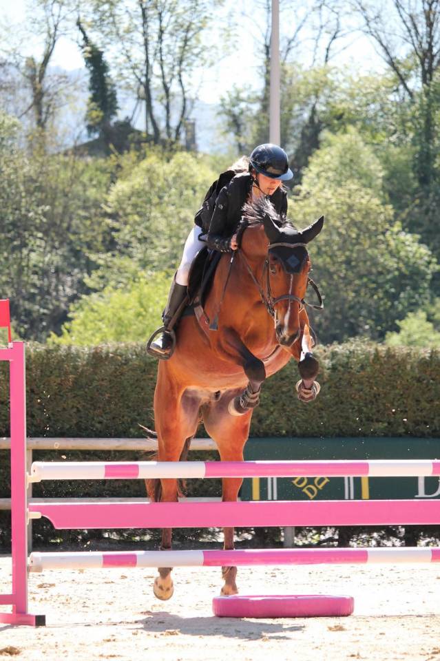 Caballo castrado Silla Franc&eacute;s En venta 2021 Bayo por shaloubet eygalieres