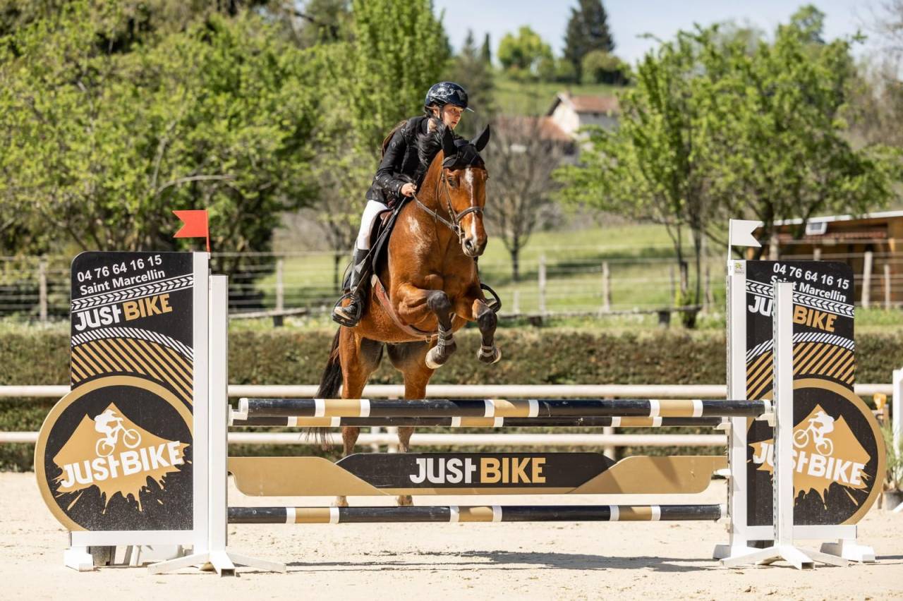 Caballo castrado Silla Franc&eacute;s En venta 2021 Bayo por shaloubet eygalieres