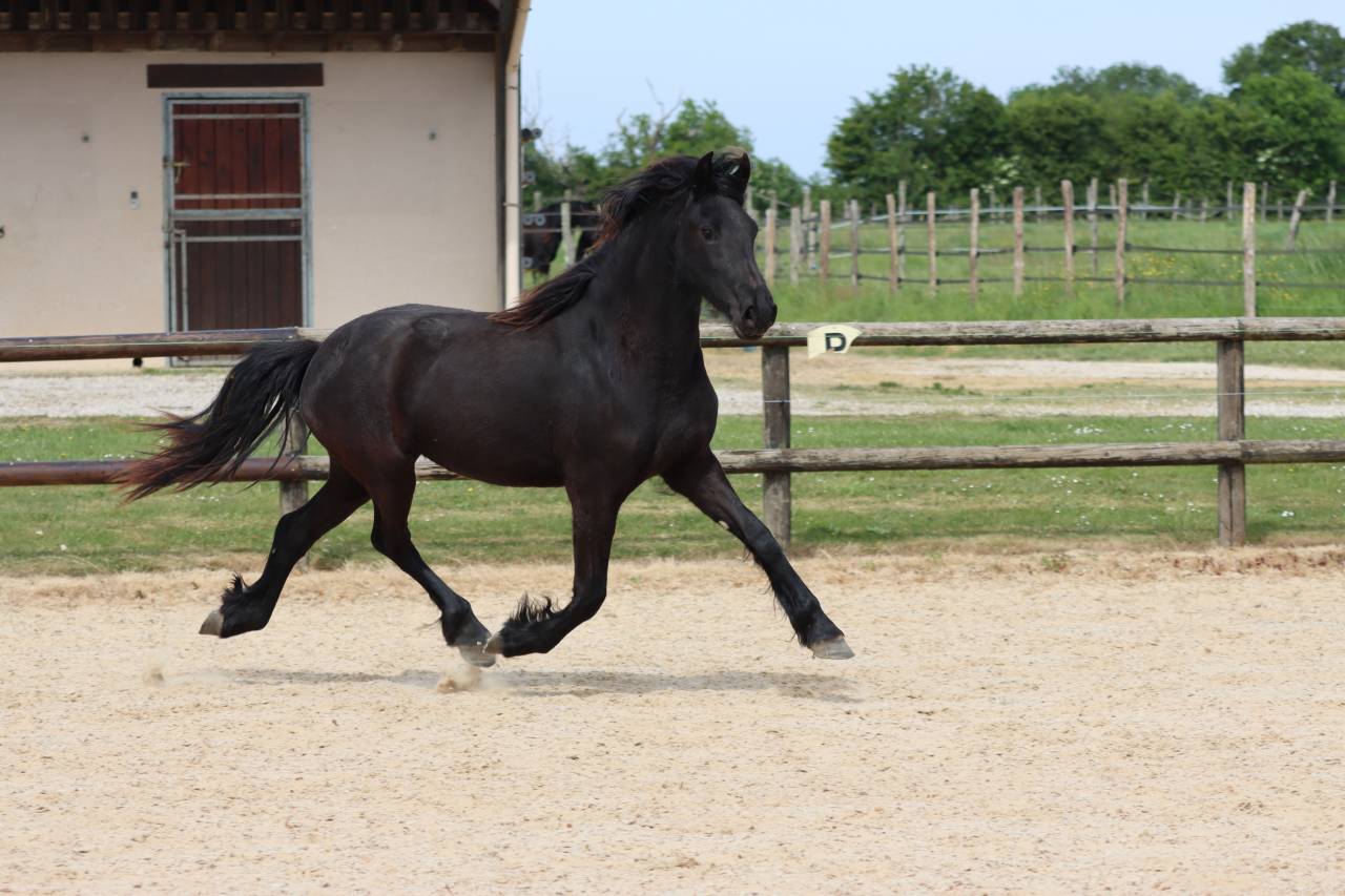 Yegua Fris&oacute;n En venta 2024 Negro por Alwin 469 Sport AAA PREF