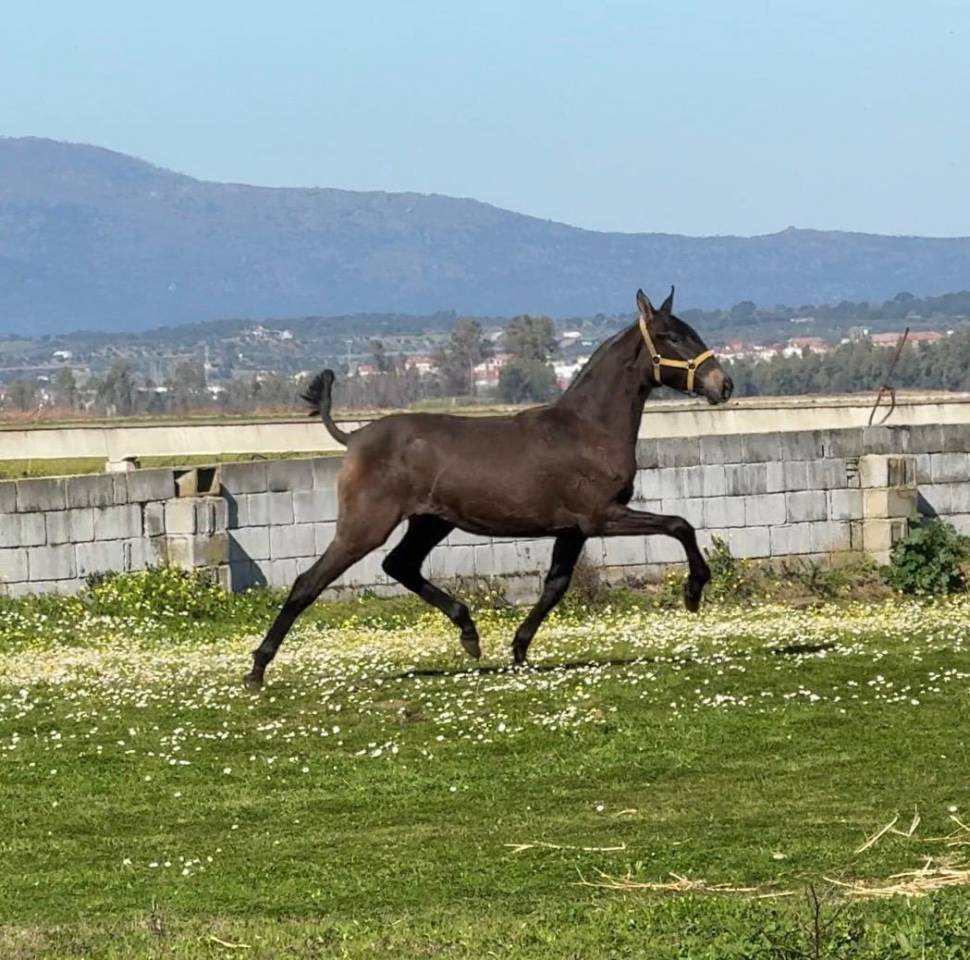 POTRA PRE TORDA