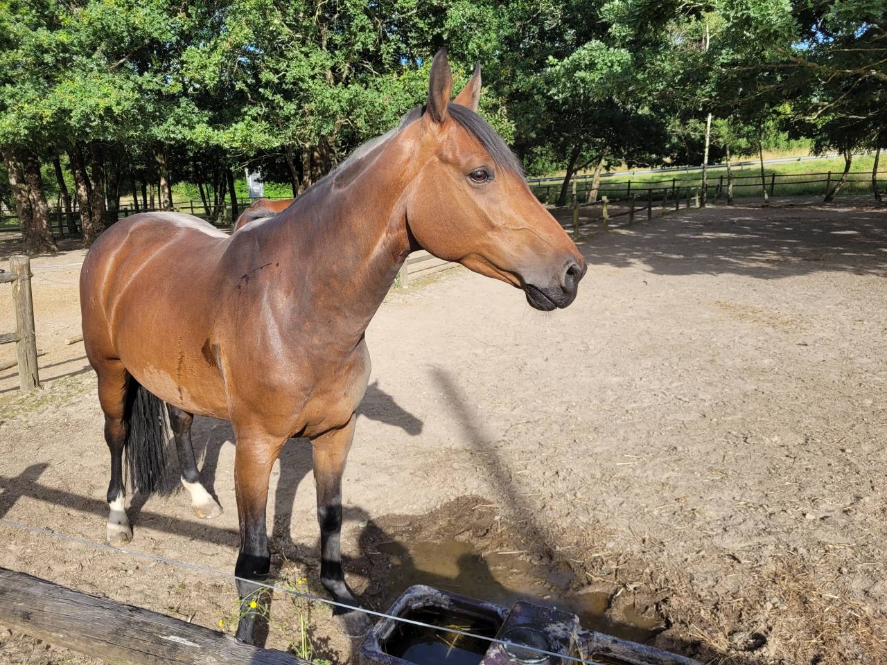 Yegua Silla Franc&eacute;s En venta 2019 Bayo por Conte Bellini