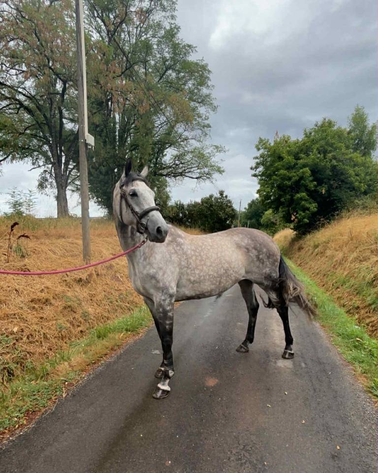 Yegua KWPN Caballo de Deporte Neerland&eacute;s En venta 2016 Tordo