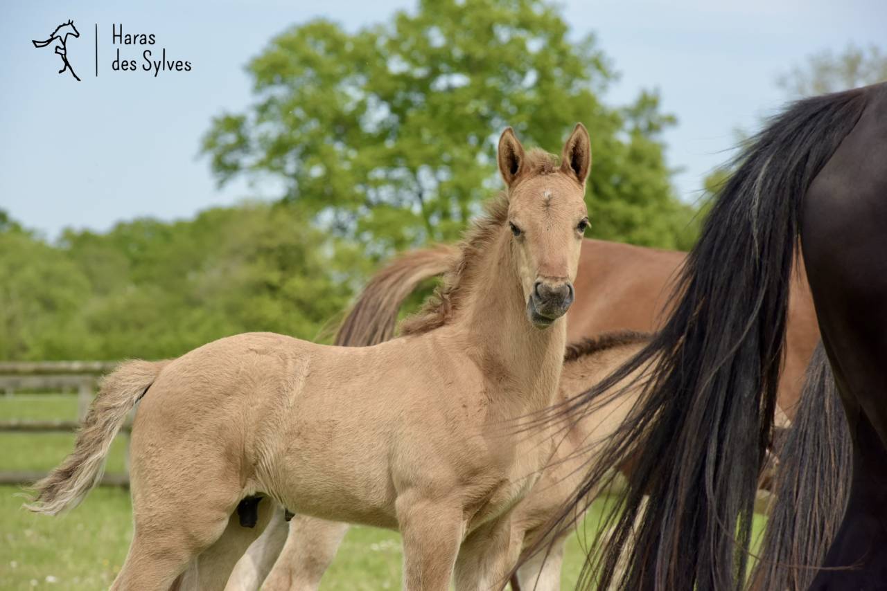 Potro KWPN Caballo de Deporte Neerland&eacute;s En venta 2026 Otra capa