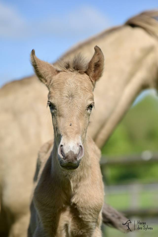 Potro KWPN Caballo de Deporte Neerland&eacute;s En venta 2026 Otra capa