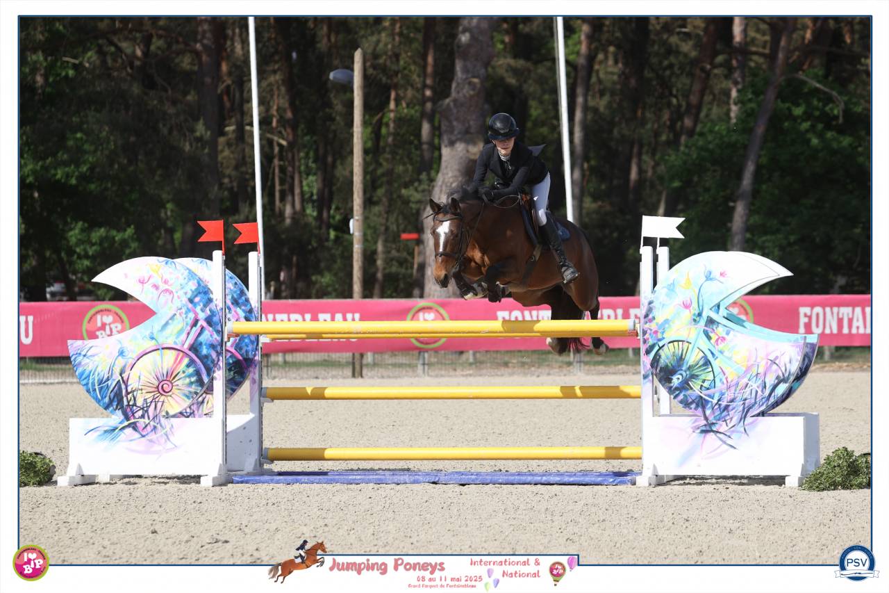 Yegua PFS Poni Fran&ccedil;&eacute;s de Silla En venta 2012 Bayo