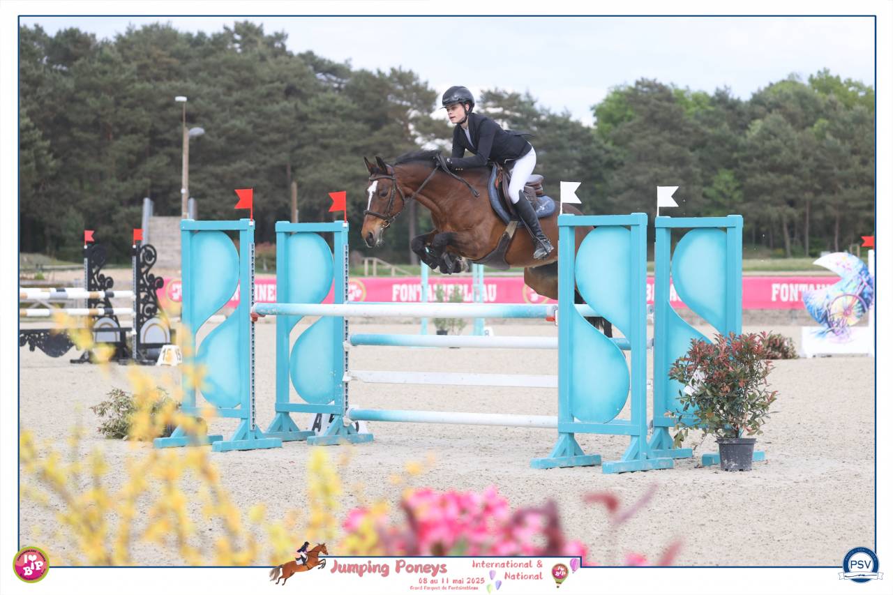 Yegua PFS Poni Fran&ccedil;&eacute;s de Silla En venta 2012 Bayo