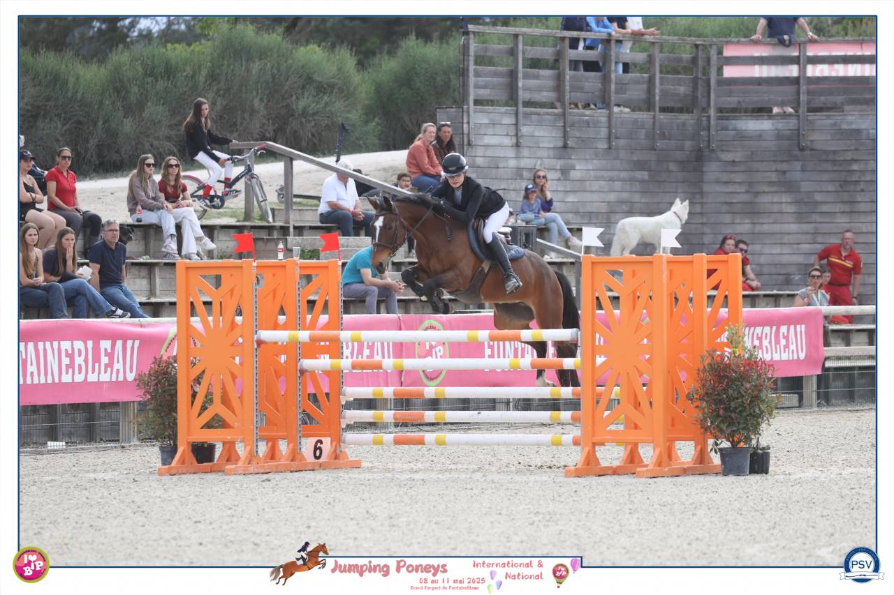 Yegua PFS Poni Fran&ccedil;&eacute;s de Silla En venta 2012 Bayo