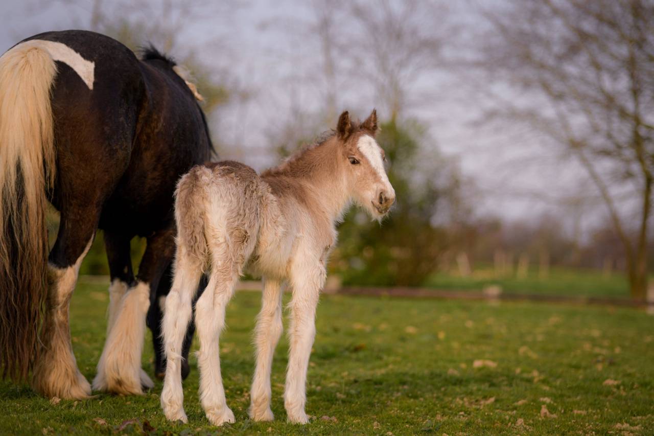 Potro Gypsy Cob En venta 2026 Pelo de vaca